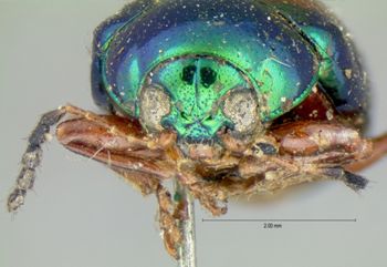 Media type: image; Entomology 17297   Aspect: head frontal view